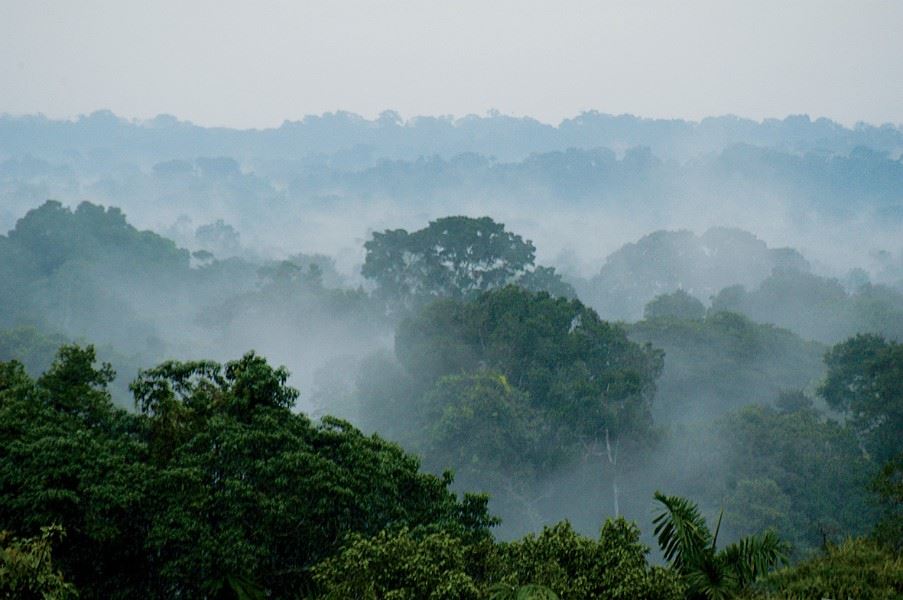 Mindo Cloud Forest