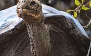 Giant tortoise, Galapagos