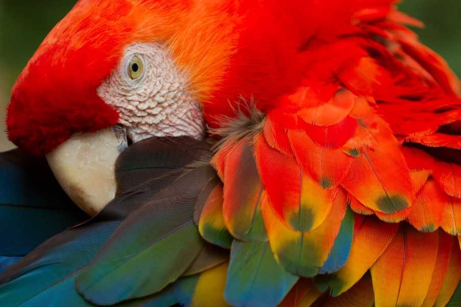Scarlet Macaw, Nicoya Peninsula