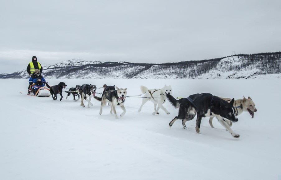 Dog sledding