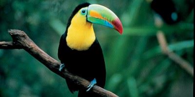 Toucan, Costa Rica