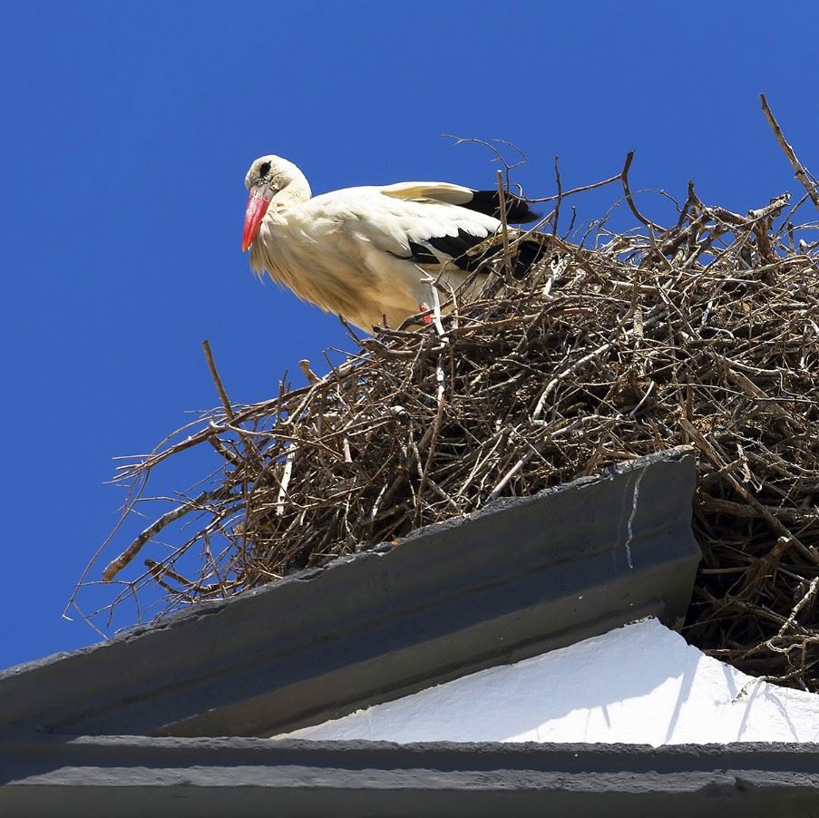 Pelican nesting in Faro Old Town