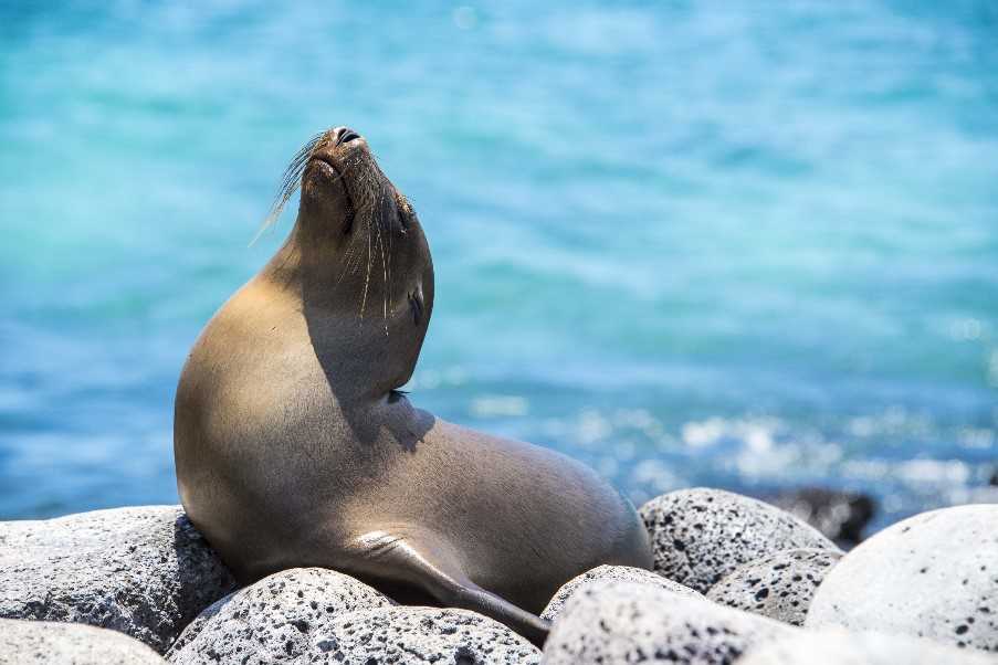 Sea lion