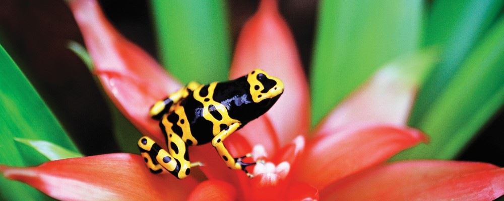 Frog, Costa Rica