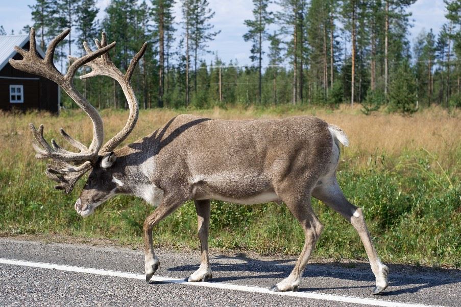 Reindeer in Finland