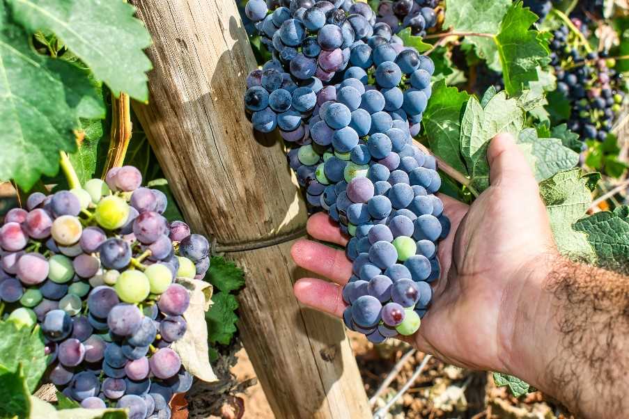 Local vineyards