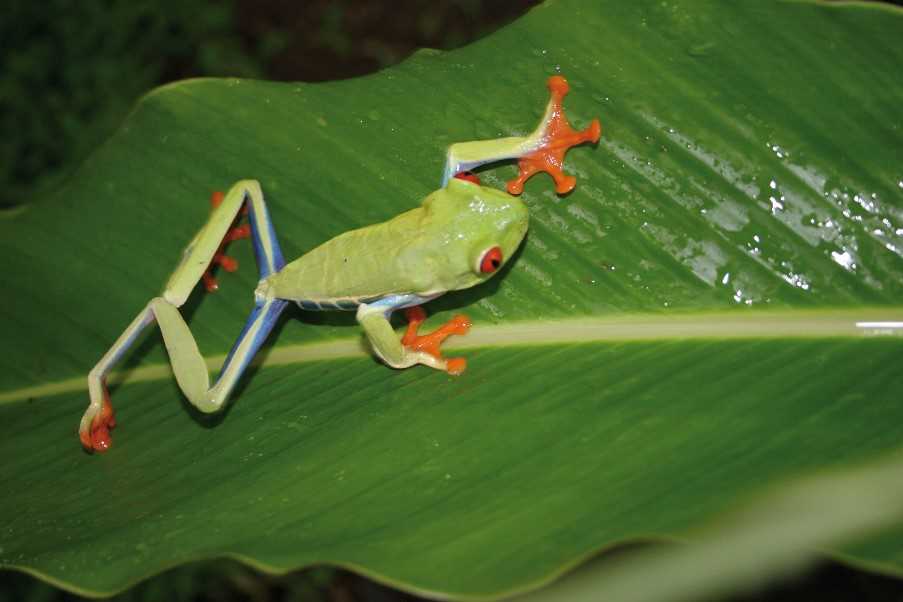 Red eye frog, Tapir Valley Nature Reserve