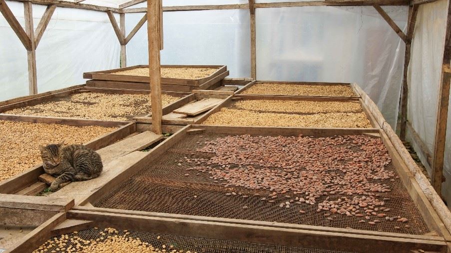Drying of Cocoa