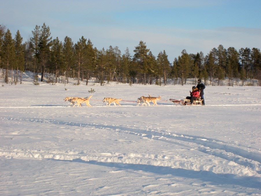 Dog sledding in Kiruna