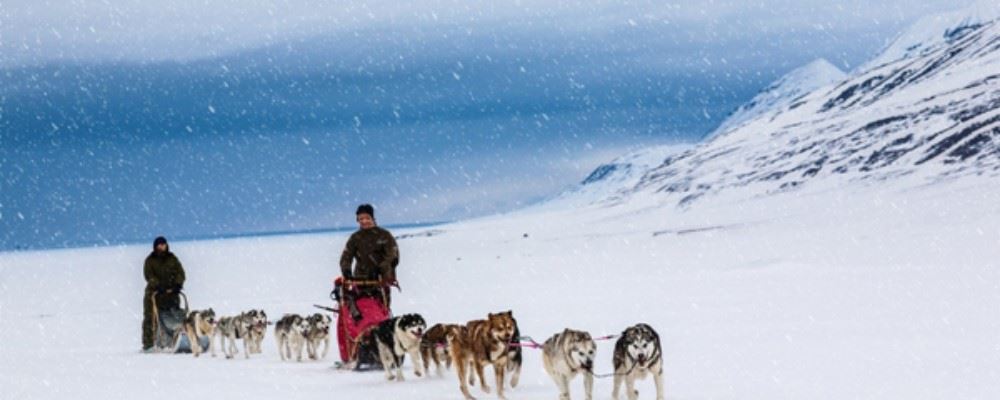 Dog sledding in Svalbard