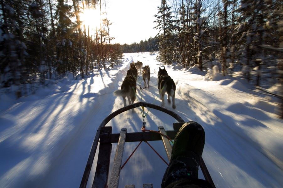 Dog sledding, TreeHotel, Swedish Lapland, Sweden