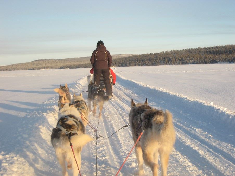 Dog sledding, Swedish Lapland