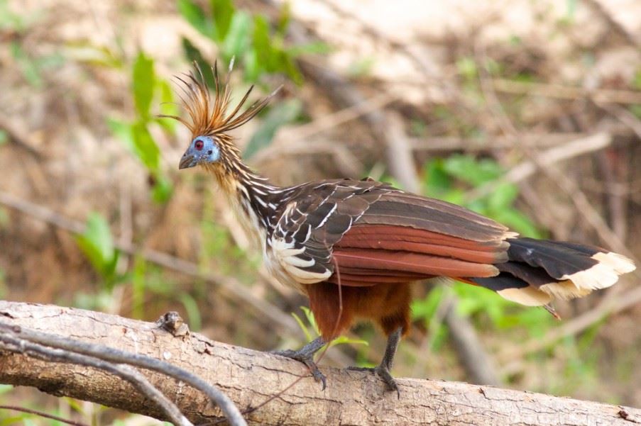 Hoatzin