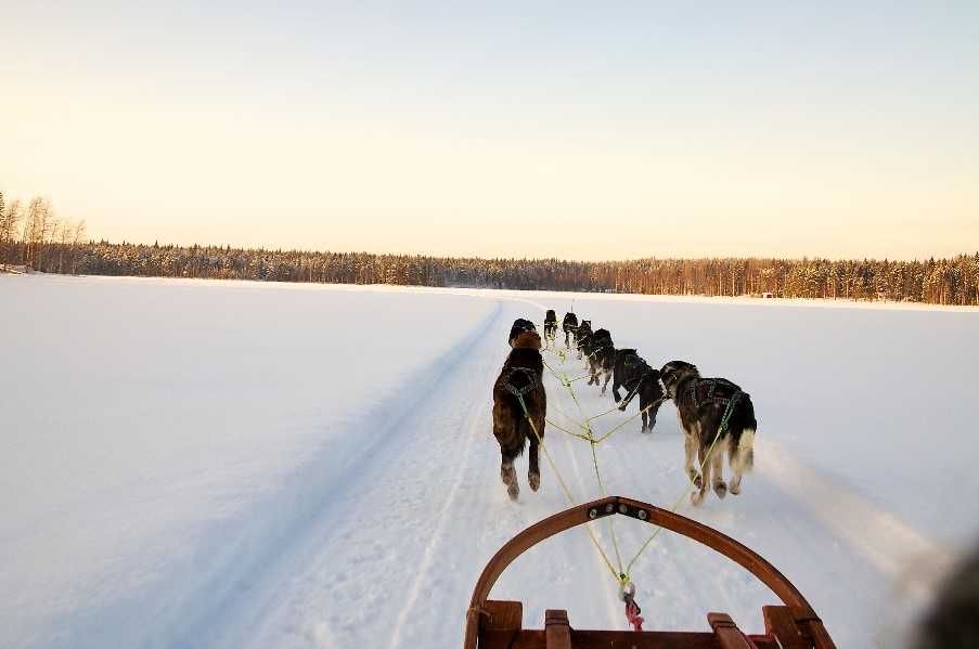 Dog Sled Tour, Swedish Lapland