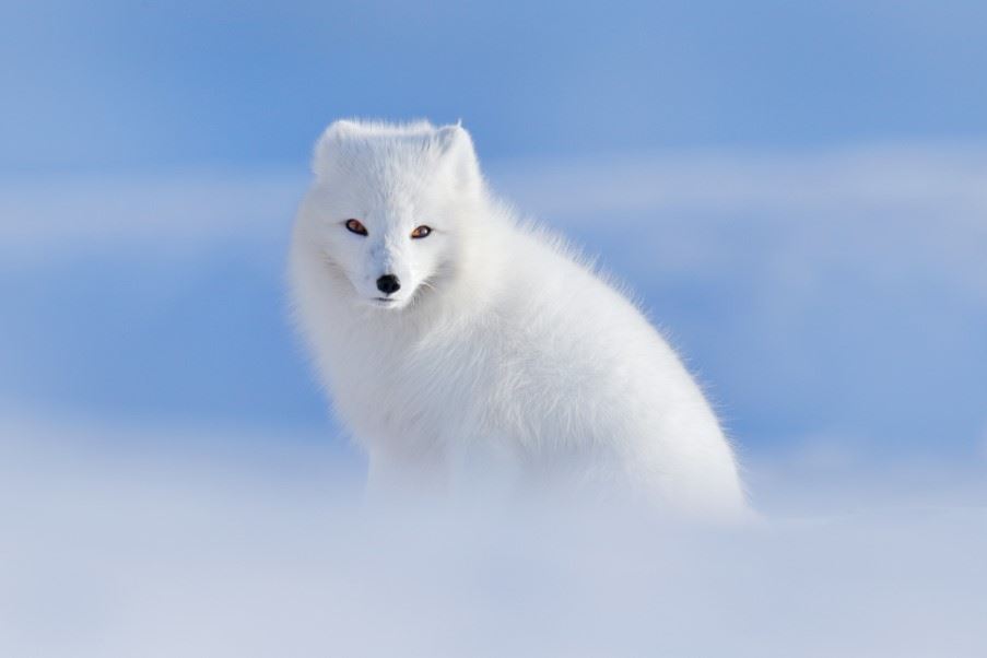 Arctic Fox, Svalbard