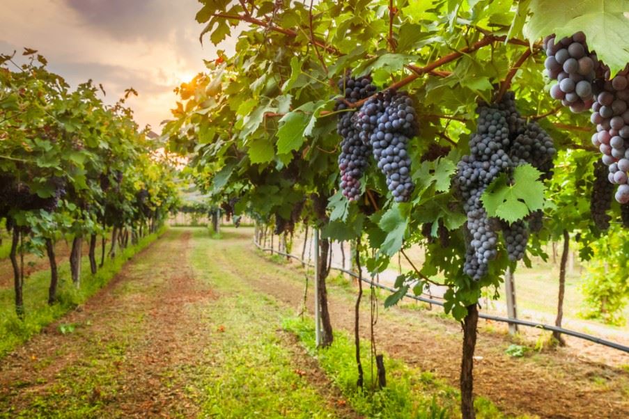 Vineyard, Sicily