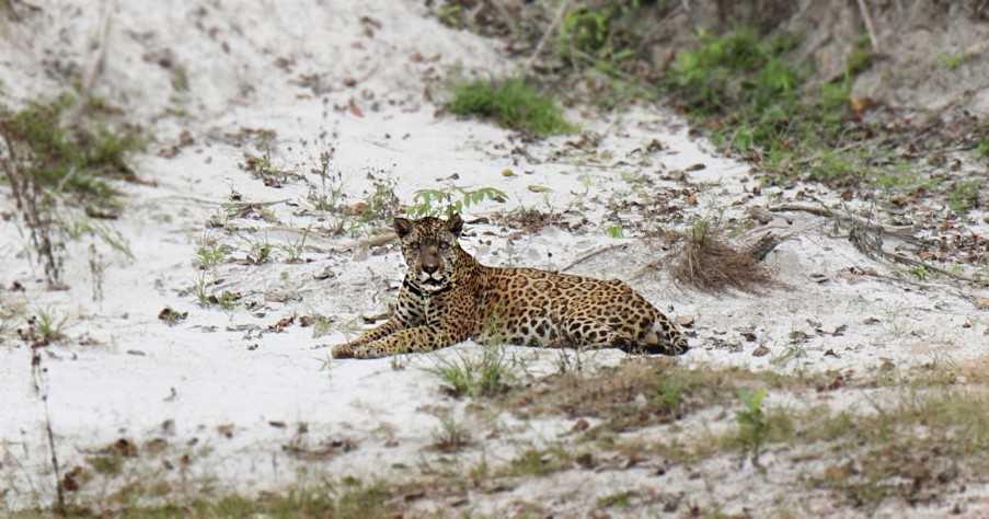 Jaguar