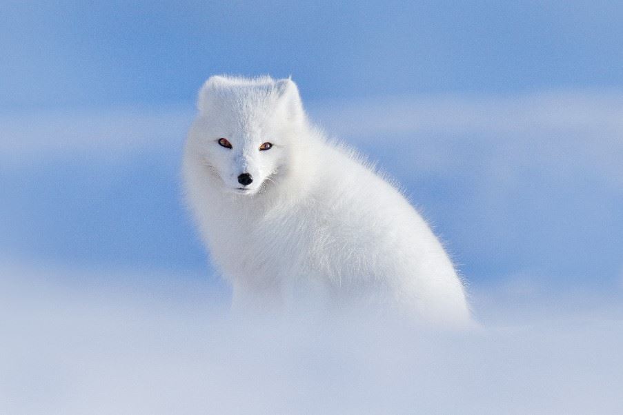 Arctic fox, Svalbard