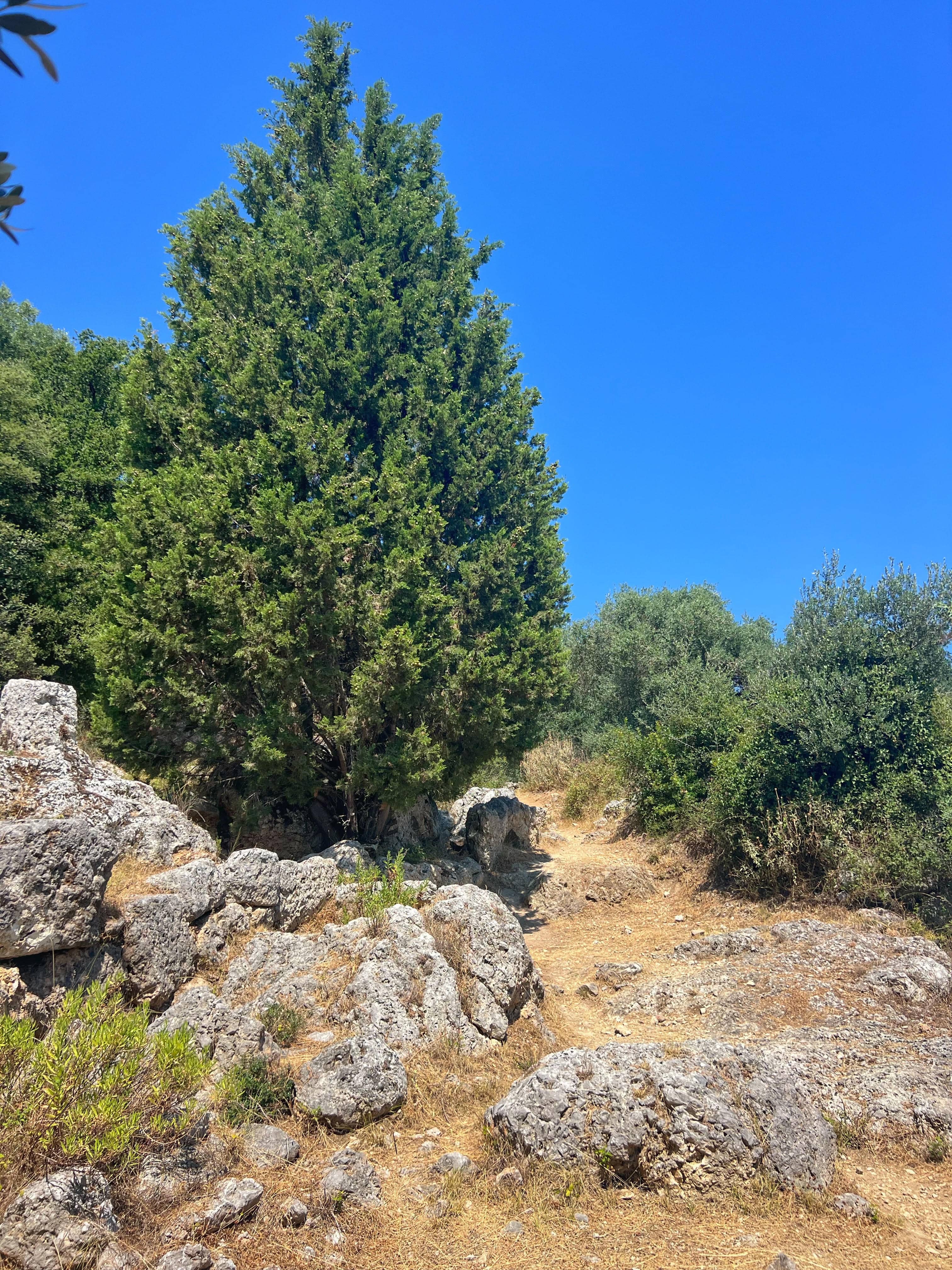 School of Homer tree, Exoghi, Ithaca
