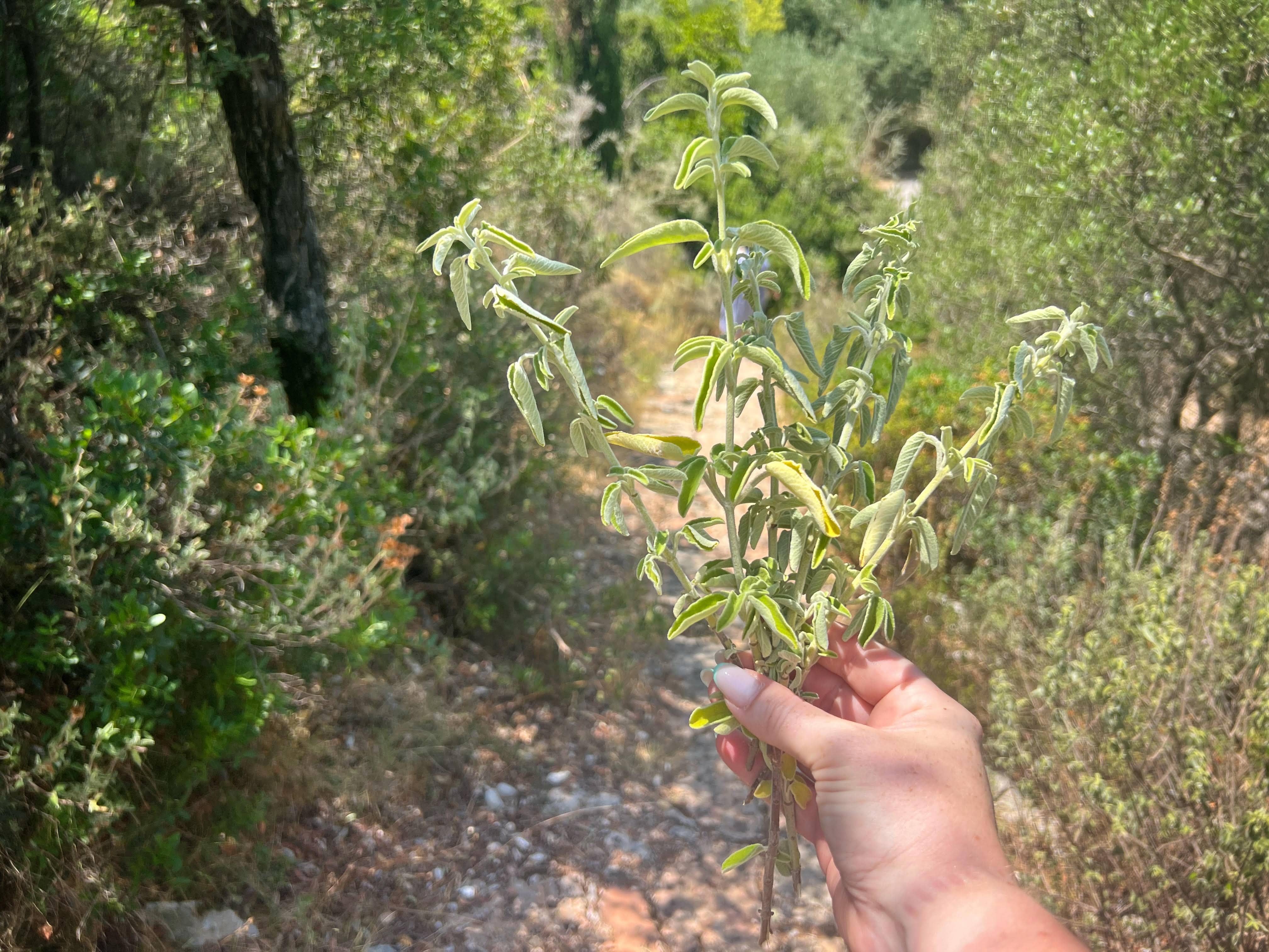 Wild sage, Ithaca